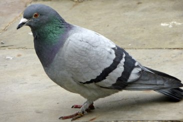 Pigeon2