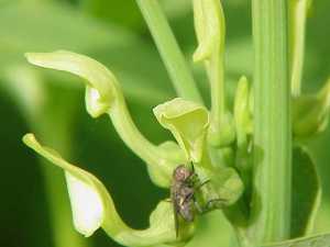 Aristolochia_clematis2