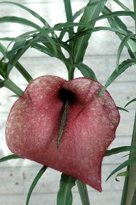 Helicodiceros muscivorus