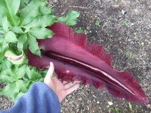 Dracunculus vulgaris 