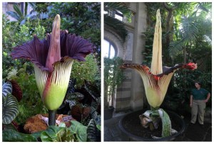 CarrionFlower1Amorphophallus