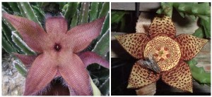 Stapelia spp (gigantea and lepida)