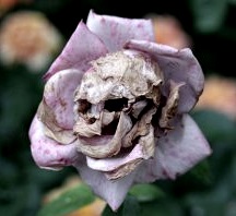 Mother nature plays a little trick on us