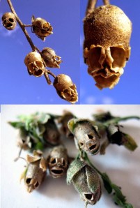 Snapdragon seed pods which look like skulls (or members of Slipknot, depending on which pic you Google)